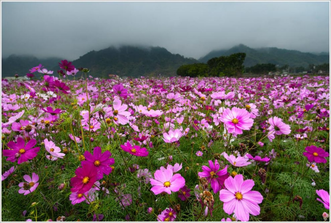 不同地區(qū)花海選擇什么花？